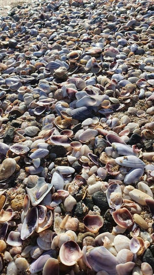 Smokini Beach Apartment ソゾポル エクステリア 写真